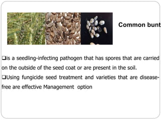 Common bunt
is a seedling-infecting pathogen that has spores that are carried
on the outside of the seed coat or are present in the soil.
Using fungicide seed treatment and varieties that are disease-
free are effective Management option
 