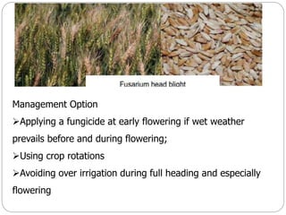 Management Option
Applying a fungicide at early flowering if wet weather
prevails before and during flowering;
Using crop rotations
Avoiding over irrigation during full heading and especially
flowering
 