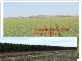Wheat field free of Weed
Insect and Disease
 