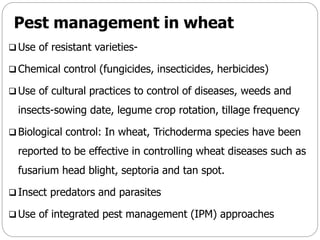 Pest management in wheat
 Use of resistant varieties-
 Chemical control (fungicides, insecticides, herbicides)
 Use of cultural practices to control of diseases, weeds and
insects-sowing date, legume crop rotation, tillage frequency
 Biological control: In wheat, Trichoderma species have been
reported to be effective in controlling wheat diseases such as
fusarium head blight, septoria and tan spot.
 Insect predators and parasites
 Use of integrated pest management (IPM) approaches
 