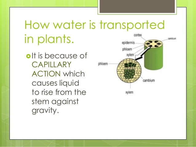 Transportation Of Water In Plants