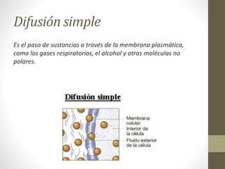 Difusión simple
Es el paso de sustancias a través de la membrana plasmática,
como los gases respiratorios, el alcohol y otras moléculas no
polares.
 