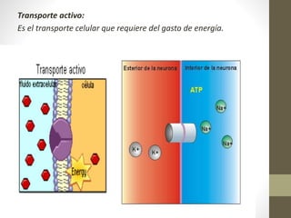 Transporte activo:
Es el transporte celular que requiere del gasto de energía.
 