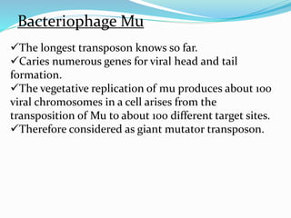 Bacteriophage Mu 
The longest transposon knows so far. 
Caries numerous genes for viral head and tail 
formation. 
The vegetative replication of mu produces about 100 
viral chromosomes in a cell arises from the 
transposition of Mu to about 100 different target sites. 
Therefore considered as giant mutator transposon. 
 