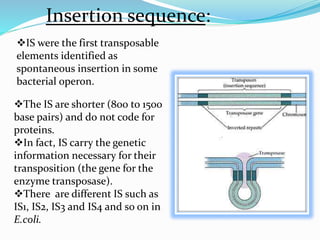Insertion sequence: 
IS were the first transposable 
elements identified as 
spontaneous insertion in some 
bacterial operon. 
The IS are shorter (800 to 1500 
base pairs) and do not code for 
proteins. 
In fact, IS carry the genetic 
information necessary for their 
transposition (the gene for the 
enzyme transposase). 
There are different IS such as 
IS1, IS2, IS3 and IS4 and so on in 
E.coli. 
 