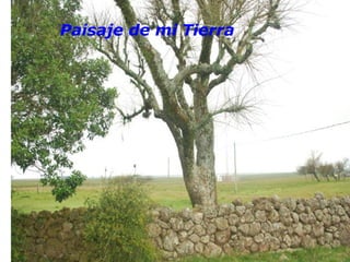 Paisaje de mi Tierra