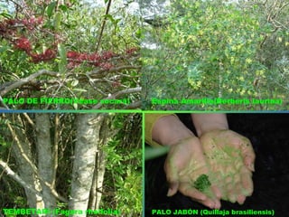 PALO DE FIERRO(Véase socará) Espina Amarilla(Berberis laurina)
TEMBETARÍ (Fagara rhoifolia) PALO JABÓN (Quillaja brasiliensis)