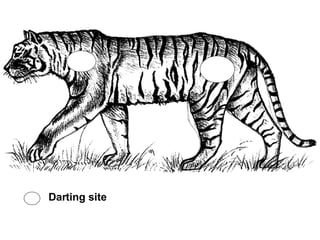 Darting site   