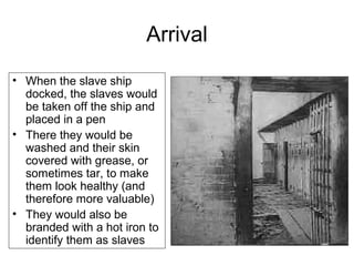 Arrival
• When the slave ship
docked, the slaves would
be taken off the ship and
placed in a pen
• There they would be
washed and their skin
covered with grease, or
sometimes tar, to make
them look healthy (and
therefore more valuable)
• They would also be
branded with a hot iron to
identify them as slaves
 