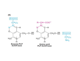 Amino acid metabolism | Transamination | Deamination | | PDF