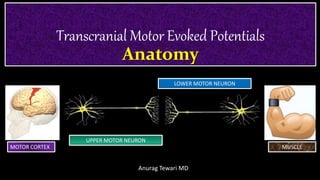 Transcranial Motor Evoked Potentials
Anatomy
Anurag Tewari MD
UPPER MOTOR NEURON
LOWER MOTOR NEURON
MOTOR CORTEX MUSCLE
 