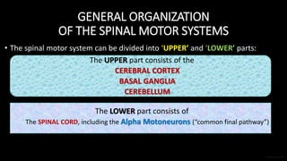 Final Common Path Basic Anatomy for Trans-cranial Motor Evoked Potentials Monitoring | PPTX