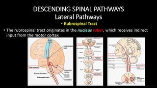 Basic Anatomy for Trans-cranial Motor Evoked Potentials Monitoring | PPTX