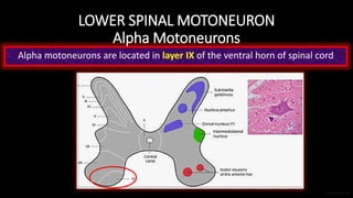 Basic Anatomy for Trans-cranial Motor Evoked Potentials Monitoring | PPTX