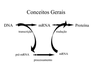 Conceitos Gerais
DNA mRNA Proteína
transcrição tradução
pré-mRNA mRNA
processamento