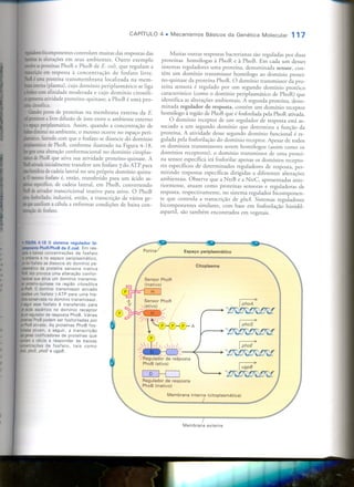 Mecanismos Básicos da Genética Molecular