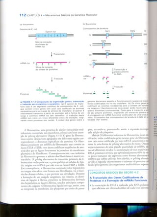 Mecanismos Básicos da Genética Molecular