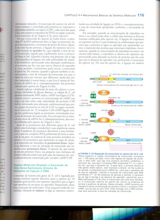 Mecanismos Básicos da Genética Molecular
