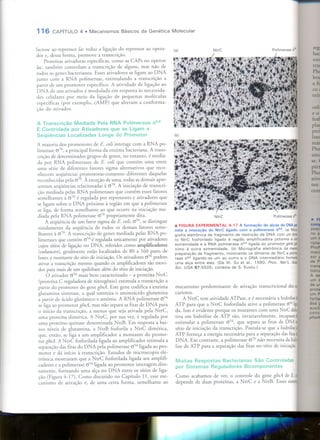 Mecanismos Básicos da Genética Molecular