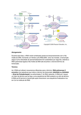 Alongamento:

Durante essa fase, o RNA recém-sintetizado pareia-se temporariamente com a fita
molde de DNA, formando um híbrido curto RNA-DNA. Uma vez iniciada, a transcrição
segue numa velocidade de aproximadamente 50 nucleotídeos por segundo, estando a
RNA polimerase ligada à fita molde de DNA até encontrar o sinal de término da
transcrição.

Término

As 3 RNA pol utilizam mecanismos diferentes para o término. RNA polimerase II
encontra uma sequência que indica o término da transcrição (AAUAAA ou AUUAAA
– Sinal de Poliadenilação) na extremidade 3’ do RNA nascente. A RNA pol I requer
um fator de término que se liga a uma sequência de DNA posterior ao sítio de término.
A RNA pol III termina a transcrição após transcrever uma sequência finalizadora rica
em Us na molécula de RNA
 