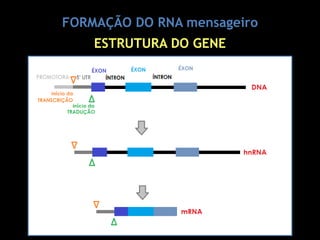 FORMAÇÃO DO RNA mensageiro
ESTRUTURA DO GENE
 
