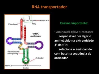 RNA transportador
Enzima importante:
• Aminoacil-tRNA-sintetase:
responsável por ligar o
aminoácido na extremidade
3’ do tRN
seleciona o aminoácido
com base na sequência do
anticodon
 
