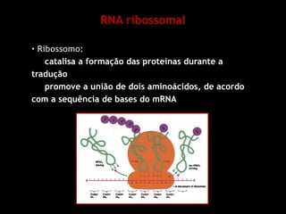 RNA ribossomal
• Ribossomo:
catalisa a formação das proteínas durante a
tradução
promove a união de dois aminoácidos, de acordo
com a sequência de bases do mRNA
 