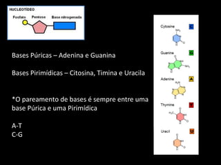 Bases Púricas – Adenina e Guanina
Bases Pirimídicas – Citosina, Timina e Uracila
*O pareamento de bases é sempre entre uma
base Púrica e uma Pirimídica
A-T
C-G
 