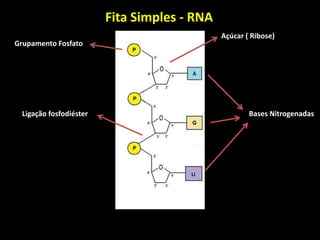 Açúcar ( Ribose)
Bases Nitrogenadas
Grupamento Fosfato
Ligação fosfodiéster
Fita Simples - RNA
 