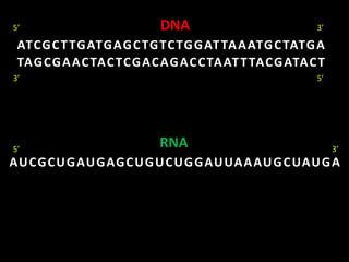 ATCGCTTGATGAGCTGTCTGGATTAAATGCTATGA
AUCGCUGAUGAGCUGUCUGGAUUAAAUGCUAUGA
TAGCGAACTACTCGACAGACCTAATTTACGATACT
DNA
RNA
5’
3’
3’
5’
5’ 3’
 