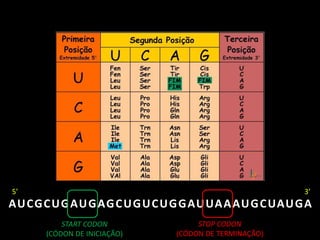 AUCGCUGAUGAGCUGUCUGGAUUAAAUGCUAUGA
START CODON
(CÓDON DE INICIAÇÃO)
STOP CODON
(CÓDON DE TERMINAÇÃO)
5’ 3’
 