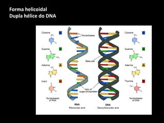 Forma helicoidal
Dupla hélice do DNA
 