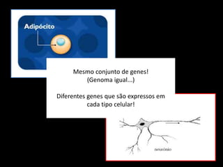 Mesmo conjunto de genes!
(Genoma igual...)
Diferentes genes que são expressos em
cada tipo celular!
 