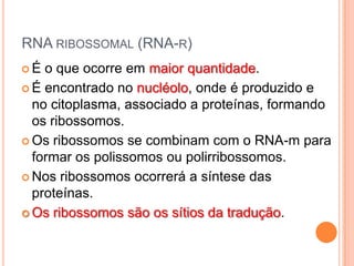 RNA RIBOSSOMAL (RNA-R)
É  o que ocorre em maior quantidade.
 É encontrado no nucléolo, onde é produzido e
  no citoplasma, associado a proteínas, formando
  os ribossomos.
 Os ribossomos se combinam com o RNA-m para
  formar os polissomos ou polirribossomos.
 Nos ribossomos ocorrerá a síntese das
  proteínas.
 Os ribossomos são os sítios da tradução.
 