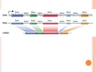 Transcrição gênica