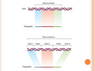 Transcrição gênica