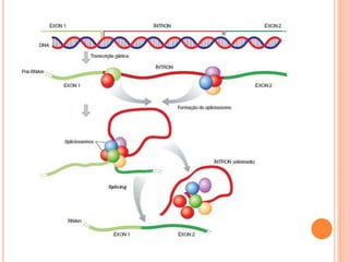 Transcrição gênica