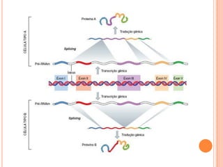 Transcrição gênica
