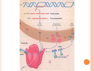 Transcrição gênica