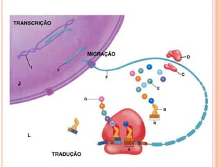 Transcrição gênica