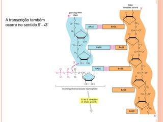 A transcrição também
ocorre no sentido 5’ 3’
 