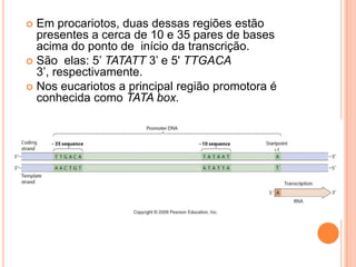  Em procariotos, duas dessas regiões estão
  presentes a cerca de 10 e 35 pares de bases
  acima do ponto de início da transcrição.
 São elas: 5’ TATATT 3’ e 5' TTGACA
  3’, respectivamente.
 Nos eucariotos a principal região promotora é
  conhecida como TATA box.
 