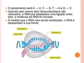  O pareamento será A → U, C → G, T → A e G → C.
 Quando pelo menos dois ribonucleotídeos são
  colocados, a RNA-pol estabelece uma ligação entre
  eles: a molécula de RNA foi iniciada.
 À medida que o RNA vais sendo sintetizado, o DNA é
  despareado à sua frente.
 