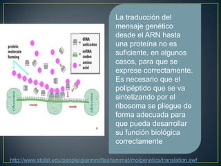 La traducción del
mensaje genético
desde el ARN hasta
una proteína no es
suficiente, en algunos
casos, para que se
exprese correctamente.
Es necesario que el
polipéptido que se va
sintetizando por el
ribosoma se pliegue de
forma adecuada para
que pueda desarrollar
su función biológica
correctamente
http://www.stolaf.edu/people/giannini/flashanimat/molgenetics/translation.swf

 