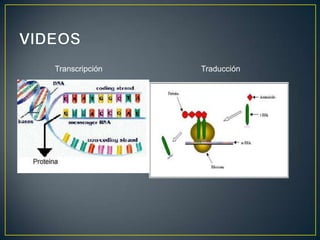 Transcripción

Traducción

 