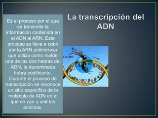 Es el proceso por el que
se transmite la
información contenida en
el ADN al ARN. Este
proceso se lleva a cabo
por la ARN polimerasa
que utiliza como molde
una de las dos hebras del
ADN, la denominada
hebra codificante.
Durante el proceso de
transcripción se reconoce
un sitio específico de la
molécula de ADN en el
que se van a unir las
enzimas.

 