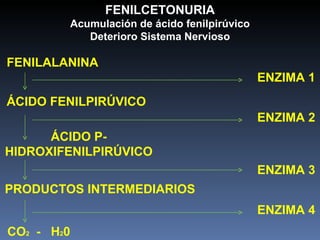 FENILCETONURIA Acumulación de ácido fenilpirúvico Deterioro Sistema Nervioso FENILALANINA ÁCIDO FENILPIRÚVICO ÁCIDO P-HIDROXIFENILPIRÚVICO CO 2   -  H 2 0 PRODUCTOS INTERMEDIARIOS ENZIMA 1 ENZIMA 2 ENZIMA 3 ENZIMA 4 