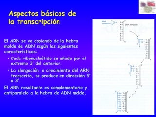 Aspectos básicos de
 la transcripción

El ARN se va copiando de la hebra
molde de ADN según las siguientes
características:
 • Cada ribonucleótido se añade por el
   extremo 3’ del anterior.
 • La elongación, o crecimiento del ARN
   transcrito, se produce en dirección 5’
   a 3’.
El ARN resultante es complementario y
antiparalelo a la hebra de ADN molde.
 