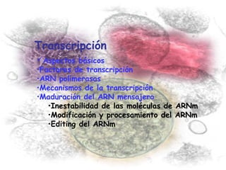 Transcripción
Aspectos básicos
•Factores de transcripción
•ARN polimerasas
•Mecanismos de la transcripción
•Maduración del ARN mensajero
   •Inestabilidad de las moléculas de ARNm
   •Modificación y procesamiento del ARNm
   •Editing del ARNm
 