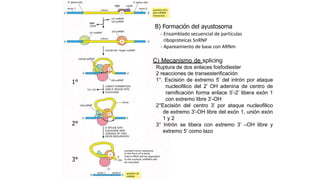 C) Mecanismo de splicing
Ruptura de dos enlaces fosfodiester
2 reacciones de transesterificación
1°. Escisión de extremo 5’ del intrón por ataque
nucleofilico del 2’ OH adenina de centro de
ramificación forma enlace 5’-2’ libera exón 1
con extremo libre 3’-OH
2°Escisión del centro 3’ por ataque nucleofilico
de extremo 3’-OH libre del exón 1, unión exón
1 y 2
3° Intrón se libera con extremo 3’ –OH libre y
extremo 5’ como lazo
B) Formación del ayustosoma
1°
2°
3°
- Ensamblado secuencial de partículas
riboproteícas SnRNP
- Apareamiento de base con ARNm
 